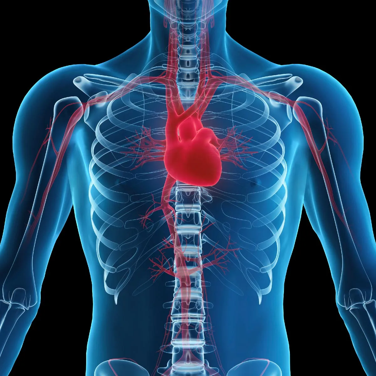Herz-Kreislaufsystem im Körper